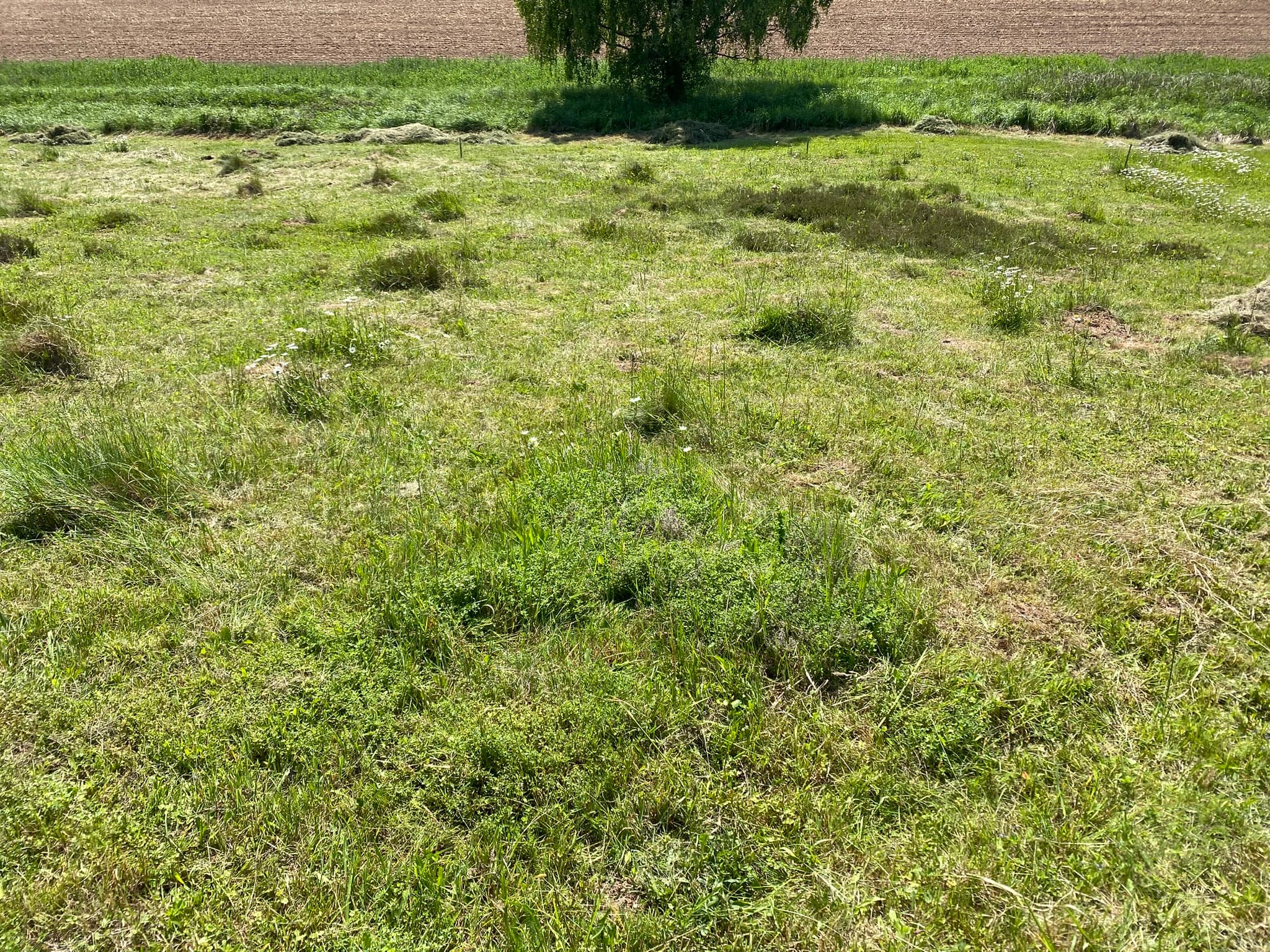 Posečená louka