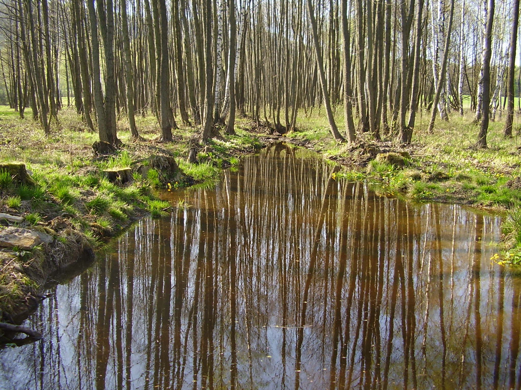 Lesní tůň