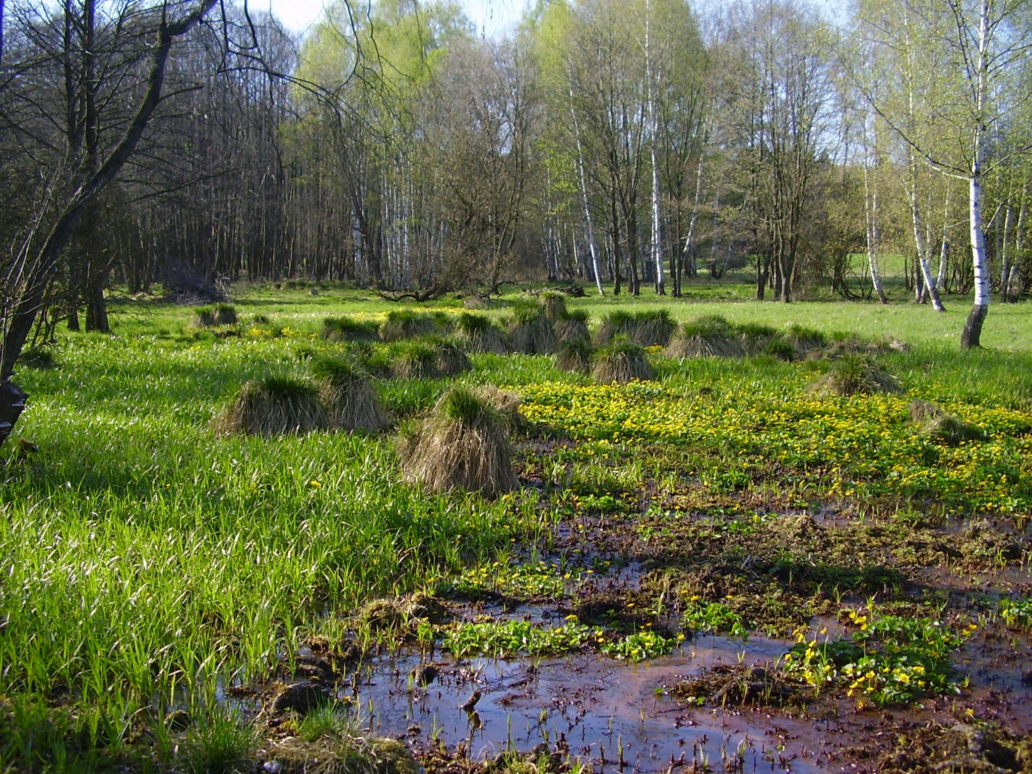 Ostřicové bulty