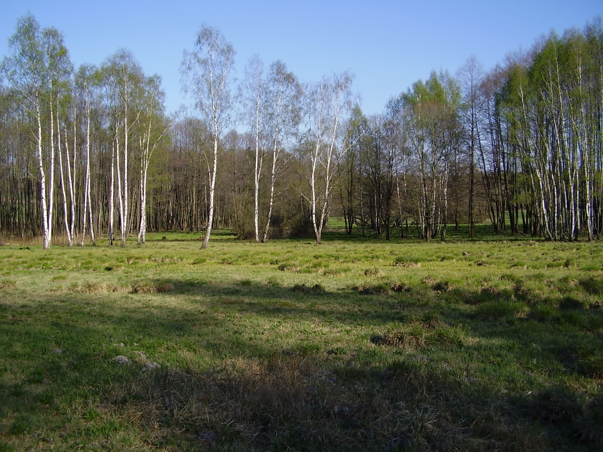 Březina