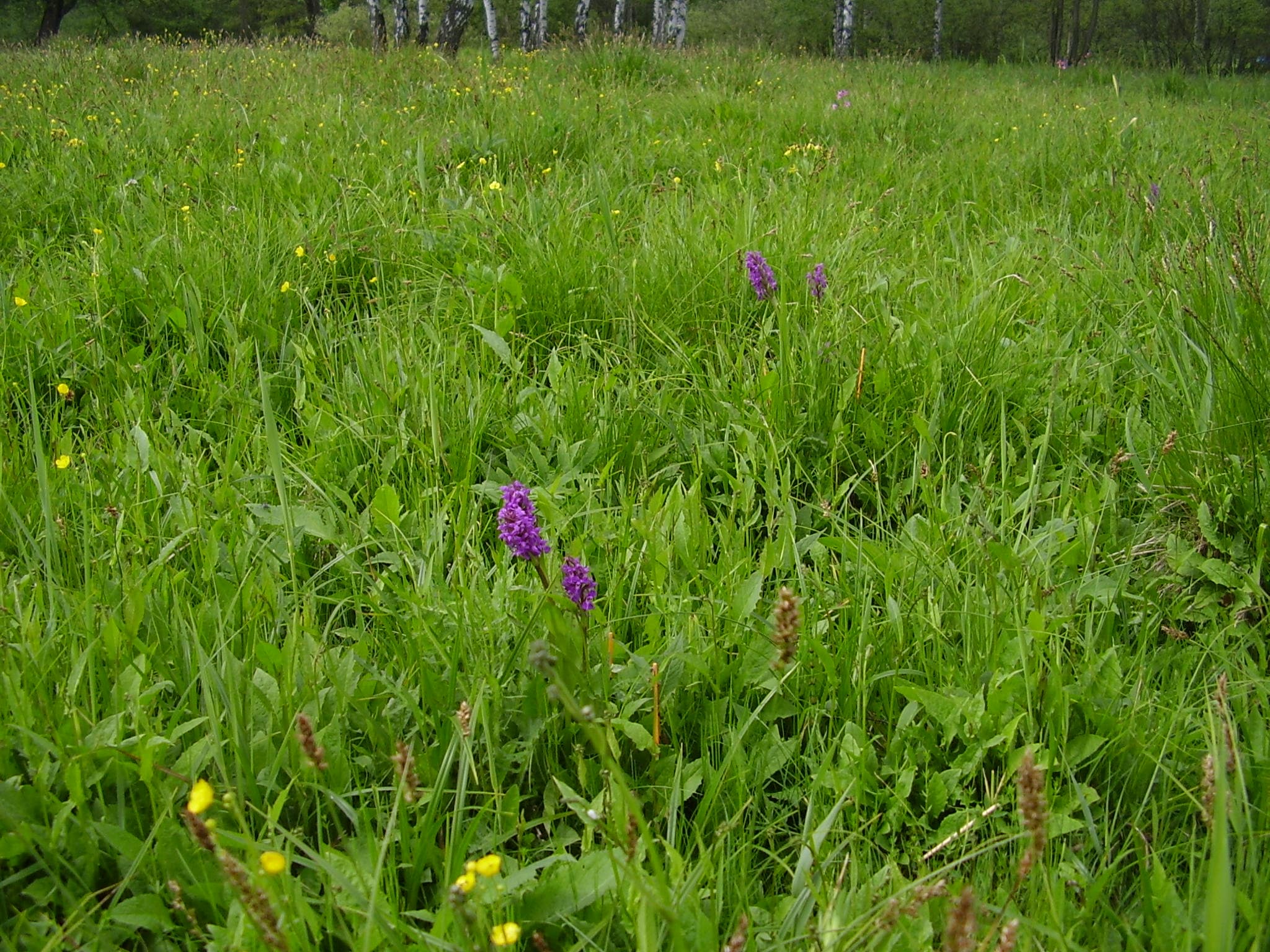 Orchidejová louka