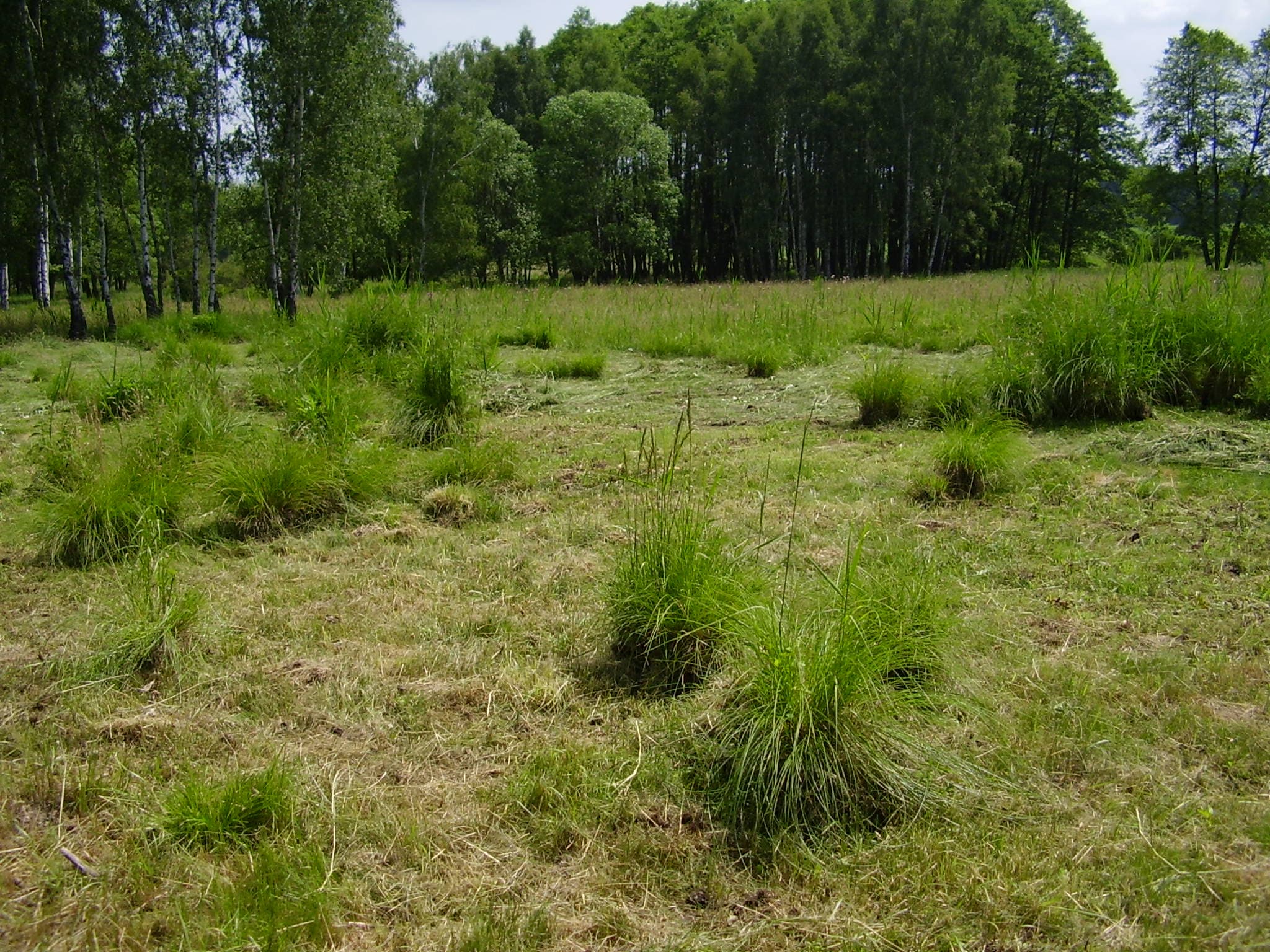 Ostřicová louka